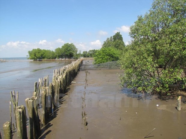 Approaches to protecting Mekong Delta coastal areas suggested hinh anh 1