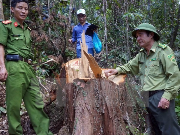 PM requests investigation into pomu forest destruction in Quang Nam hinh anh 1