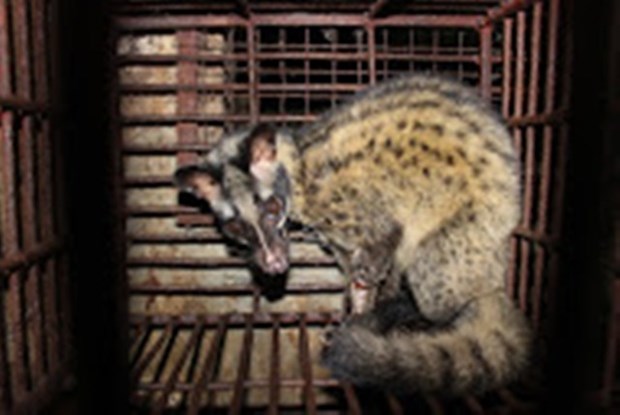 Commercial breeding of endangered wildlife forbidden hinh anh 1