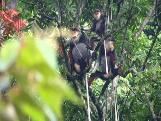 Hundred of rare primates found in Quang Binh hinh anh 1