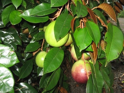 US may allow import of Vietnam’s star apples hinh anh 1