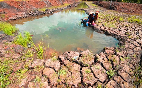 Mekong Delta farmers struggle with drought, salinity aftermath hinh anh 1