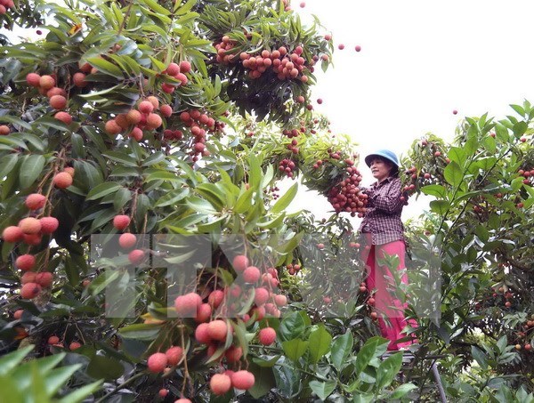 Bac Giang earns big from lychee fruit hinh anh 1