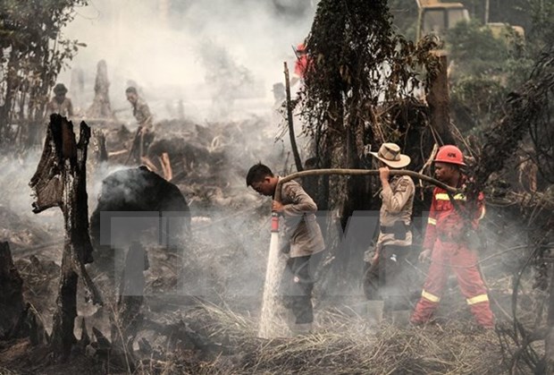 Indonesia strengthens forest fires monitoring in Kalimantan hinh anh 1