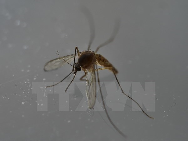 Philippines confirms sixth case of Zika hinh anh 1