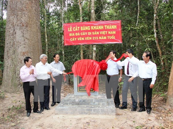 Heritage title given to centuries-old trees in Tay Ninh hinh anh 1