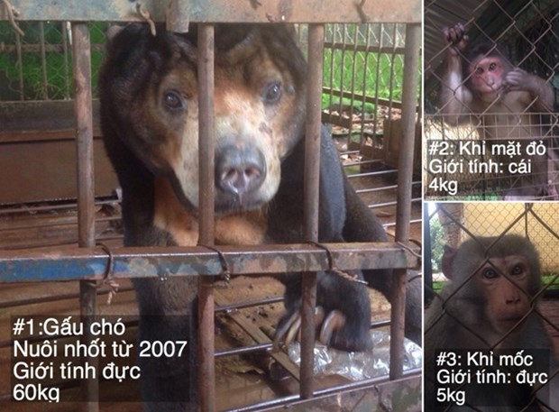 Wild sun bear, monkeys saved in Dak Lak hinh anh 1