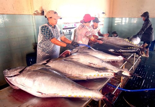 Vietnam’s tuna exports up slightly hinh anh 1