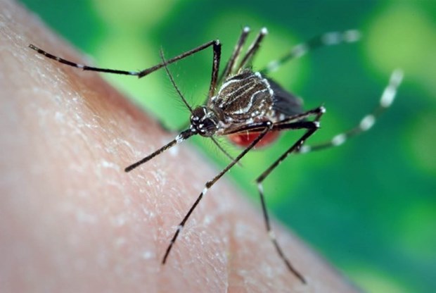 Dengue fever cases surge in HCM City hinh anh 1