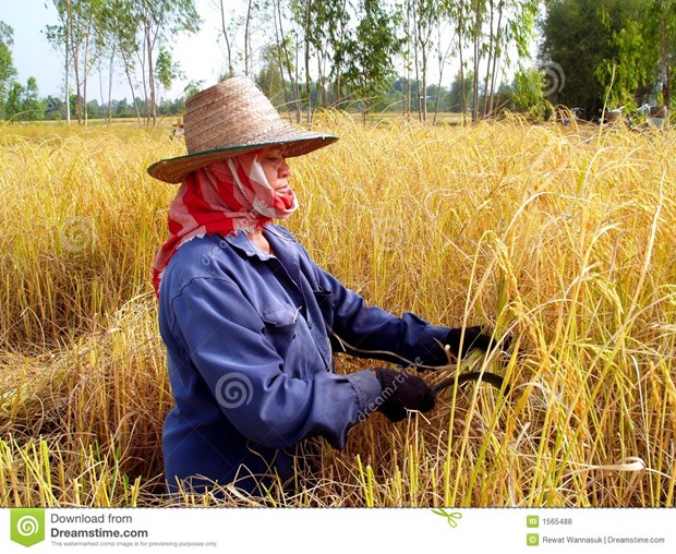 Thailand’s agricultural development efforts highlighted hinh anh 1