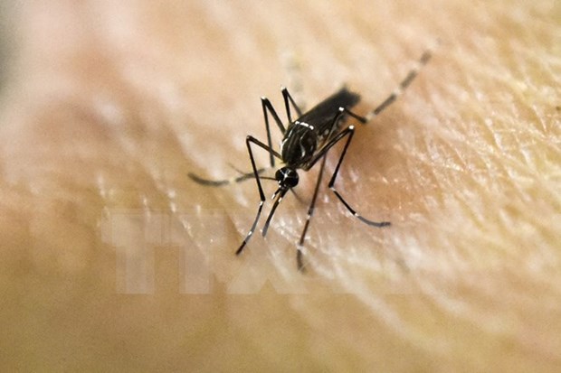 New Zika cases reported in Philippines, Singapore hinh anh 1