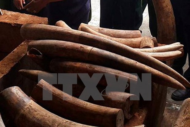 Criminal proceedings launched on elephant tusk smuggling case hinh anh 1