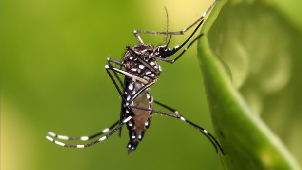 First Zika case detected in Myanmar hinh anh 1