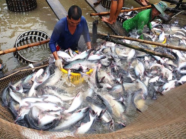 Dong Thap leads Mekong Delta in tra fish output hinh anh 1