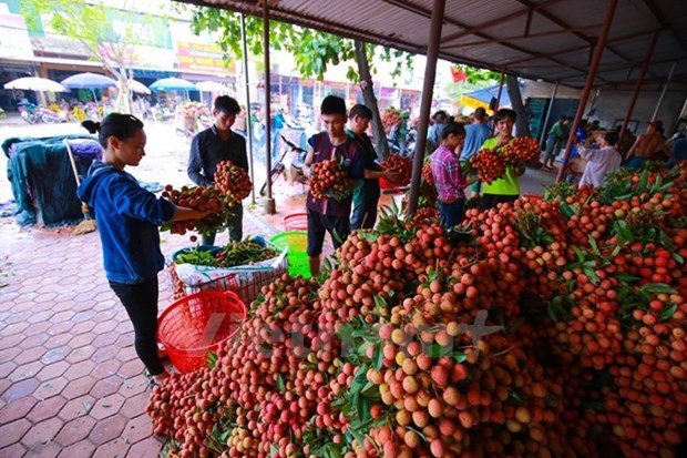 Agriculture sector aims to complete 1.2 percent growth target hinh anh 1