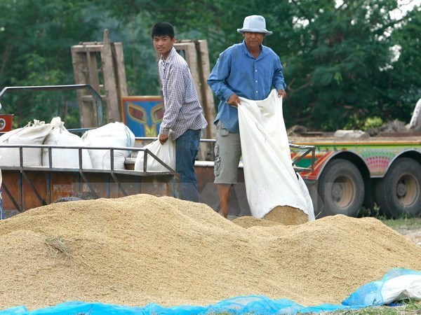 Thailand works to boost rice exports hinh anh 1