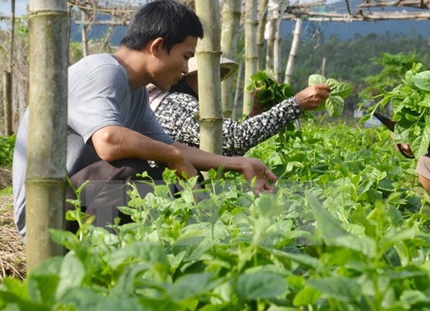 HCM City calls for investment in hi-tech agricultural parks hinh anh 1