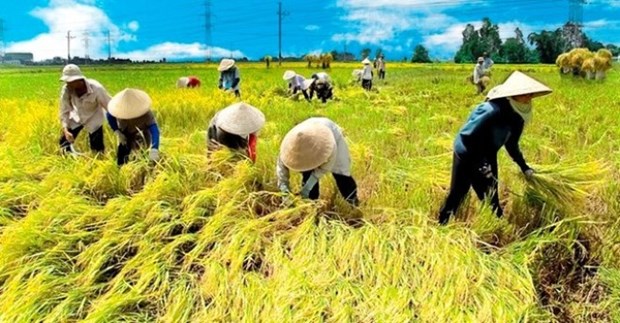 Experts: Improving rice quality becomes urgent task hinh anh 1