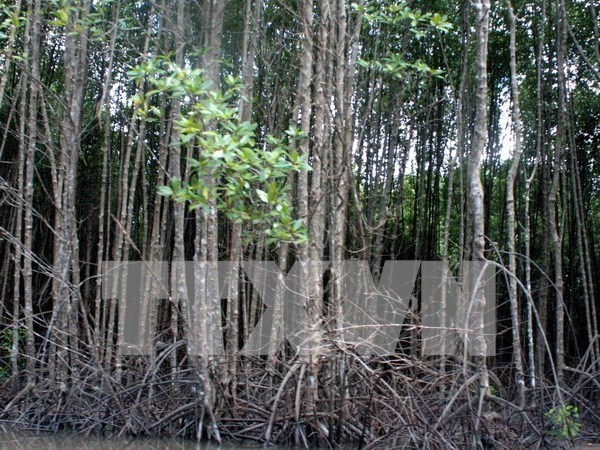 Ca Mau preserves coastal protective forests hinh anh 1