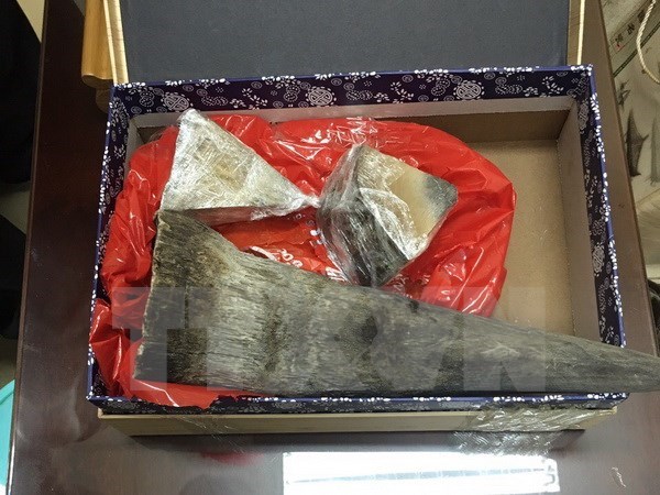 Rhino horn smuggling case busted in HCM City hinh anh 1