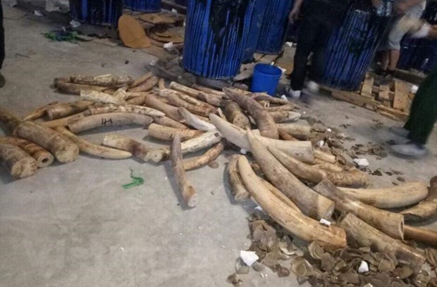 More efforts needed to fight illegal ivory trading hinh anh 5