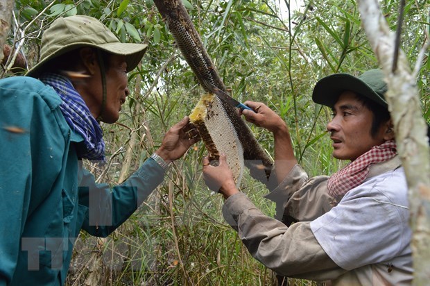 Ca Mau’s special apiculture recognised as intangible cultural heritage hinh anh 1