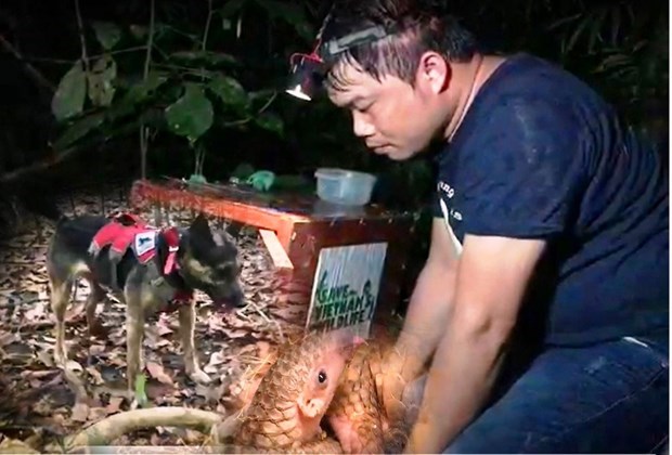 The layer of foundation for pangolin preservation in Vietnam hinh anh 4
