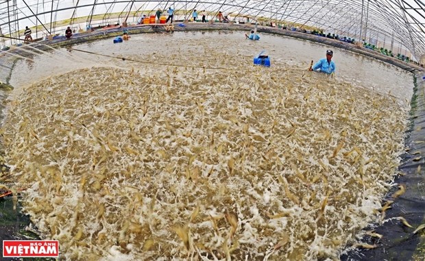 Vietnam strives for over 4 billion USD in shrimp exports hinh anh 1