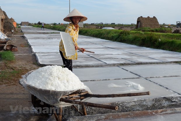“White gold” story: Preserving salt-making in Nam Dinh province hinh anh 10