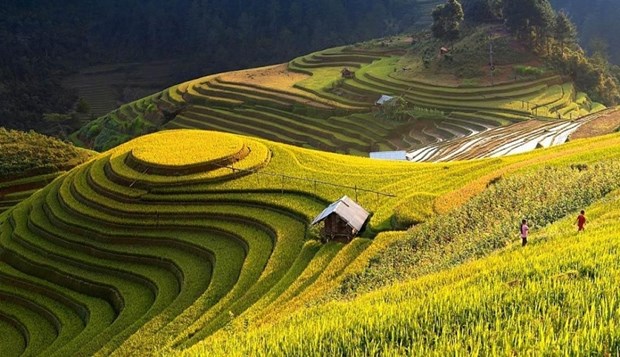 Ha Giang promotes beauty of Hoang Su Phi terraced fields online hinh anh 1