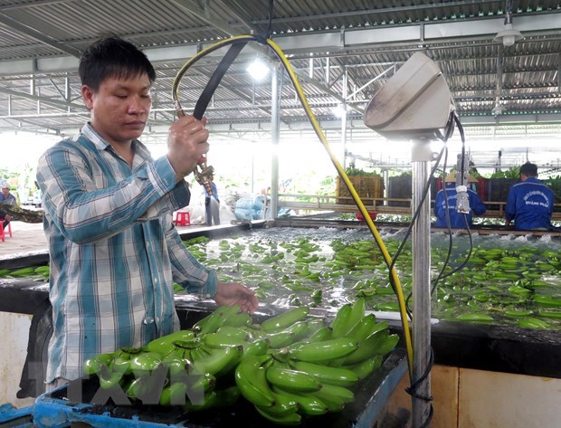 Fruit, vegetable export up 9.5 percent in four months hinh anh 1