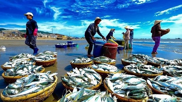 Tien Giang moves to preserve aquatic resources, fight IUU fishing hinh anh 2