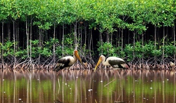 Vietnam strives to conserve, sustainably use wetlands hinh anh 1