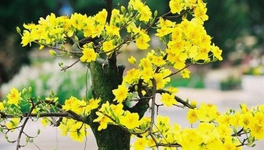 Yellow apricot blossom – a symbol of Tet in Vietnam hinh anh 1