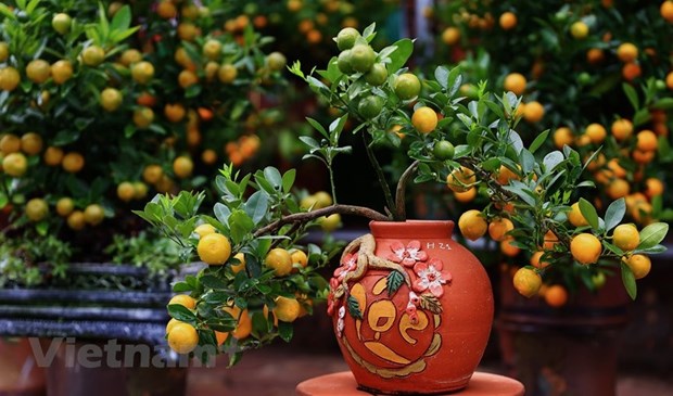 Kumquat – enduring symbol of Tet hinh anh 1