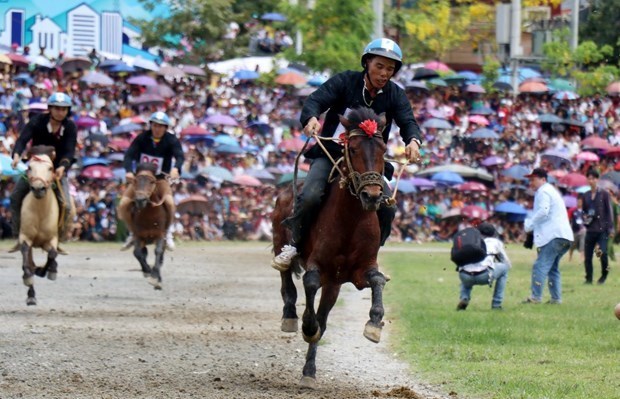 Reviving horse racing tradition in Lao Cai’s Bac Ha hinh anh 1