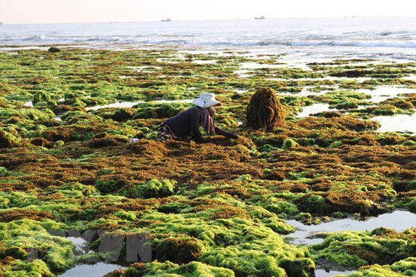 Production links to boost seaweed farming in Vietnam: experts hinh anh 2