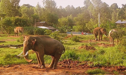 Adjustments to elephant conservation plan approved hinh anh 1
