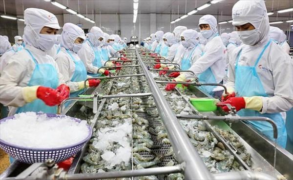 Restoration efforts help promote sustainable growth for fisheries sector hinh anh 1