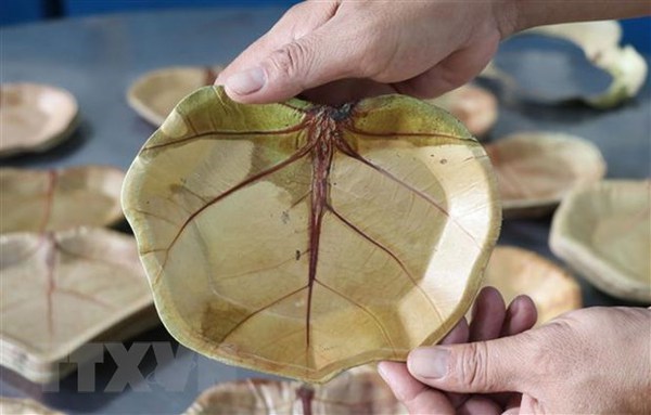 Phu Yen man makes unique plates from sea grape leaves hinh anh 1