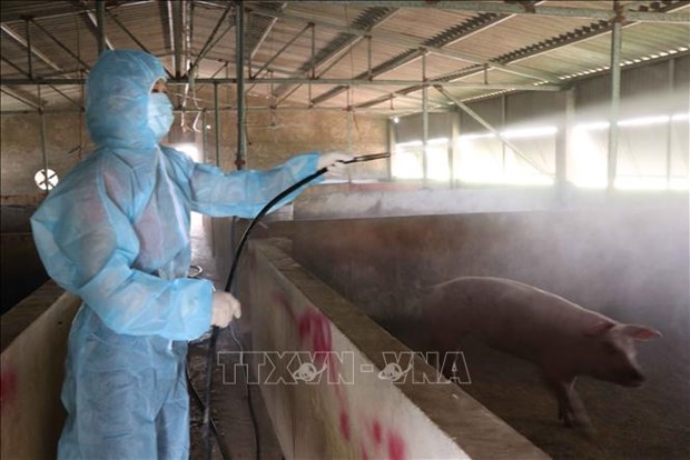 Eureka moment for African swine fever vaccine in Vietnam hinh anh 2