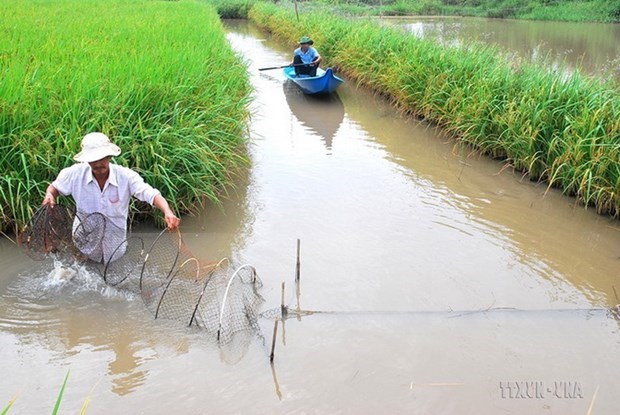 Bac Lieu shifts to organic rice farming hinh anh 1
