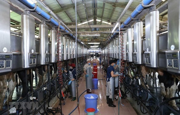 Large room for Vietnam’s dairy farming industry to flourish hinh anh 2