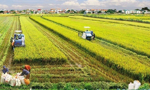 Agricultural sector ensures food security, exports hinh anh 1