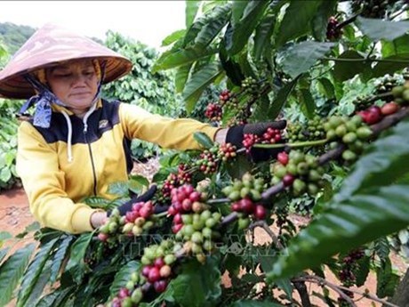 Vietnam to replant 107,000ha of coffee by 2025 hinh anh 2