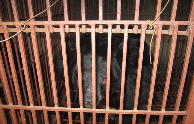 Rescue of nine bears in Binh Duong a good sign for wildlife conservation hinh anh 1