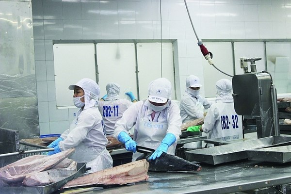 Tuna exports predicted to surge amid high inflation hinh anh 1