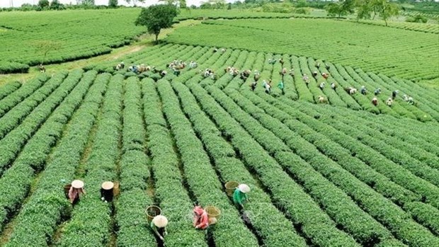Green agriculture: Vietnam’s efforts to reduce carbon footprint hinh anh 1
