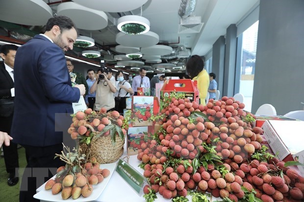 New markets sought to take Vietnam’s lychee global hinh anh 2