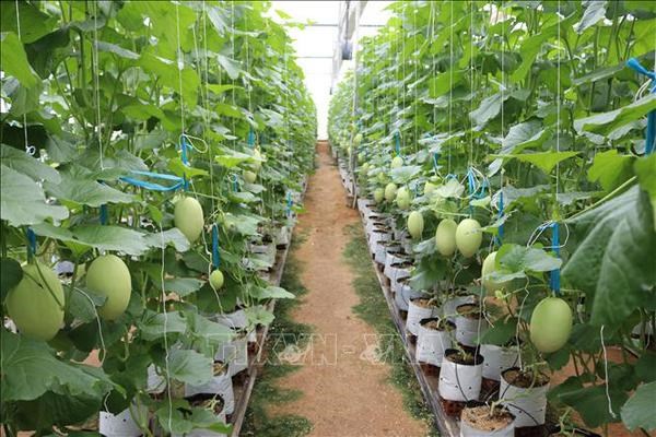 Action plan to promote green growth in agriculture hinh anh 2